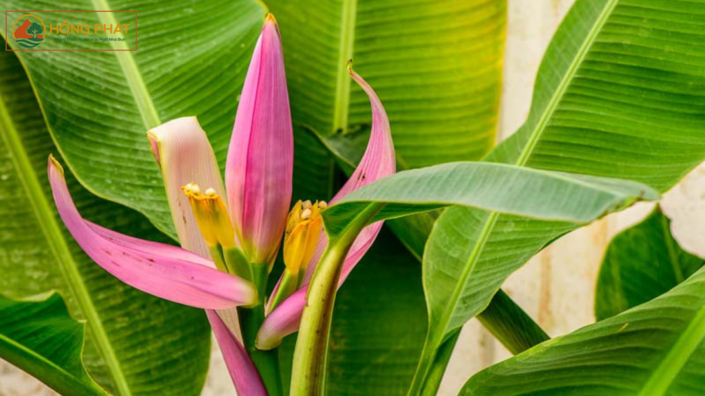 Cây chuối phượng hoàng