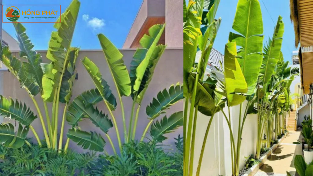 Cây chuổi rẻ quạt