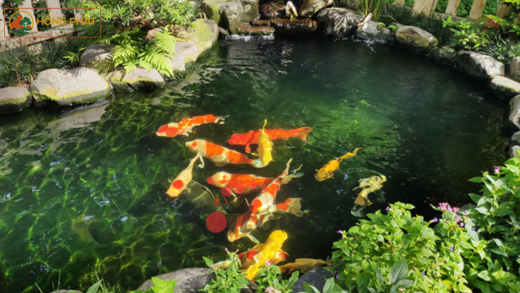 Vệ Sinh Hồ Cá Koi Đúng Cách