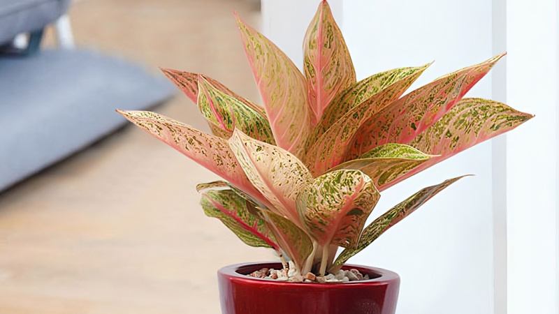 Cây thịnh vượng: Ý nghĩa, hình ảnh, cách trồng, chăm sóc tại nhà