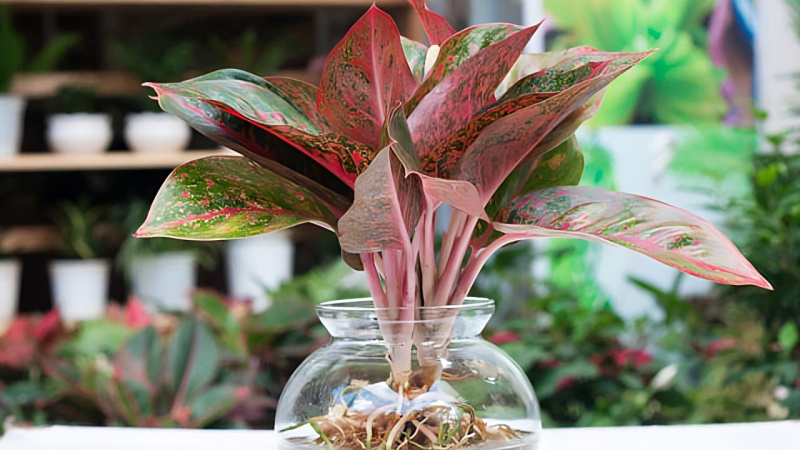 Cây thịnh vượng: Ý nghĩa, hình ảnh, cách trồng, chăm sóc tại nhà