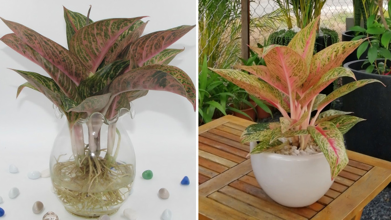 Cây thịnh vượng: Ý nghĩa, hình ảnh, cách trồng, chăm sóc tại nhà