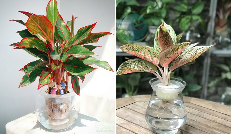 Cây thịnh vượng: Ý nghĩa, hình ảnh, cách trồng, chăm sóc tại nhà