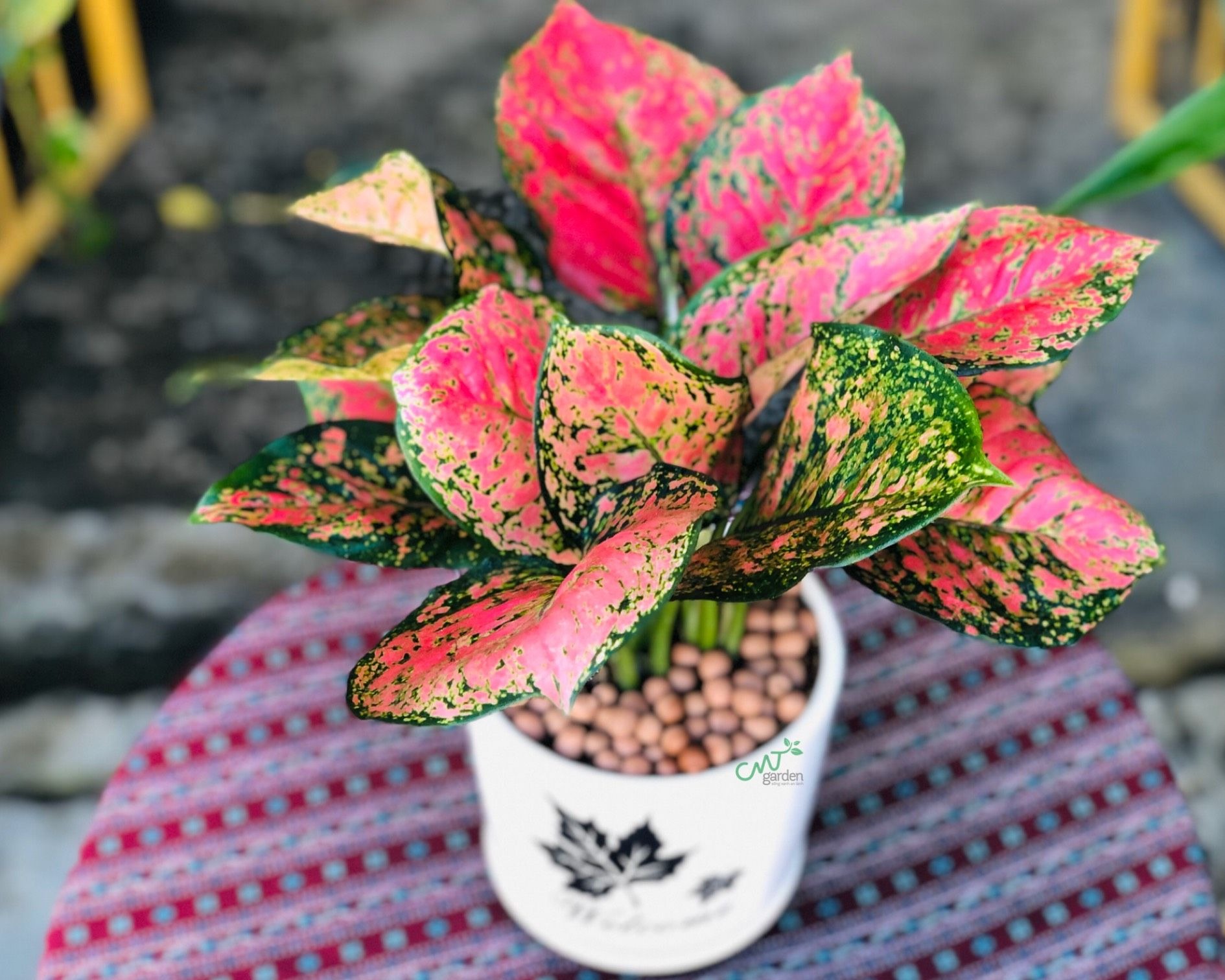 Cây cảnh phú quý, phát lộc, lá đẹp hơn hoa, trồng trong nhà, gia đình thịnh  vượng